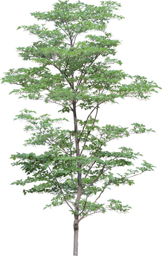 2D Tree Png Clipart (black)