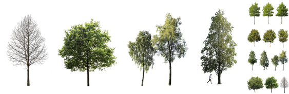 2D Tree Png Isolated Hd (white, gray, black)