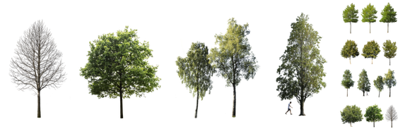 2D Tree Png Isolated Hd (white, black, gray)