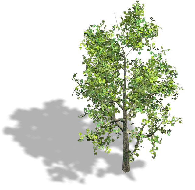 2D Tree Png Isolated Pic (black)