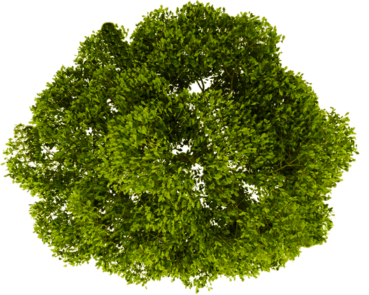 2D Tree Png Pic (white, black, green, olive)