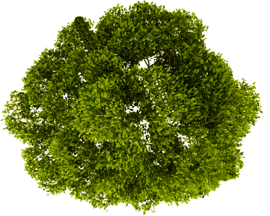 2D Tree Png Pic (white, green, black, olive)