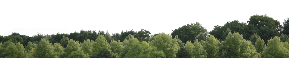 2D Tree Png (white, black)