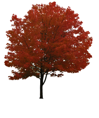 2D Tree Transparent Png (maroon, black)