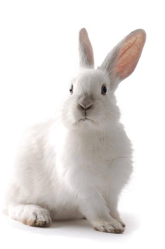 Rabbit Png File (gray, white)