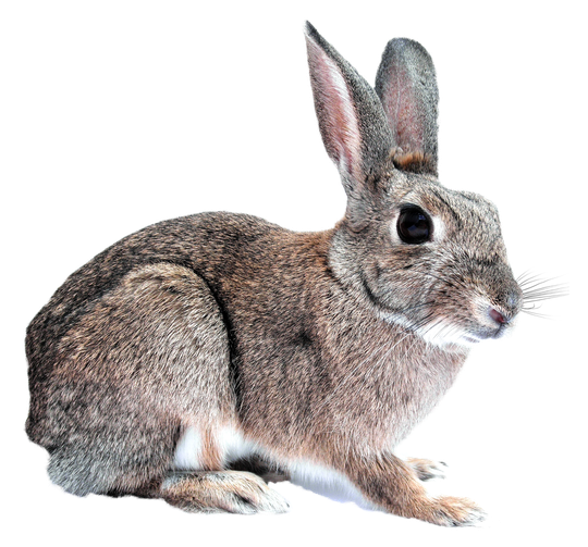 Rabbit Png Hd (black, white)