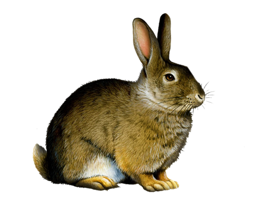 Rabbit Png Image (black)