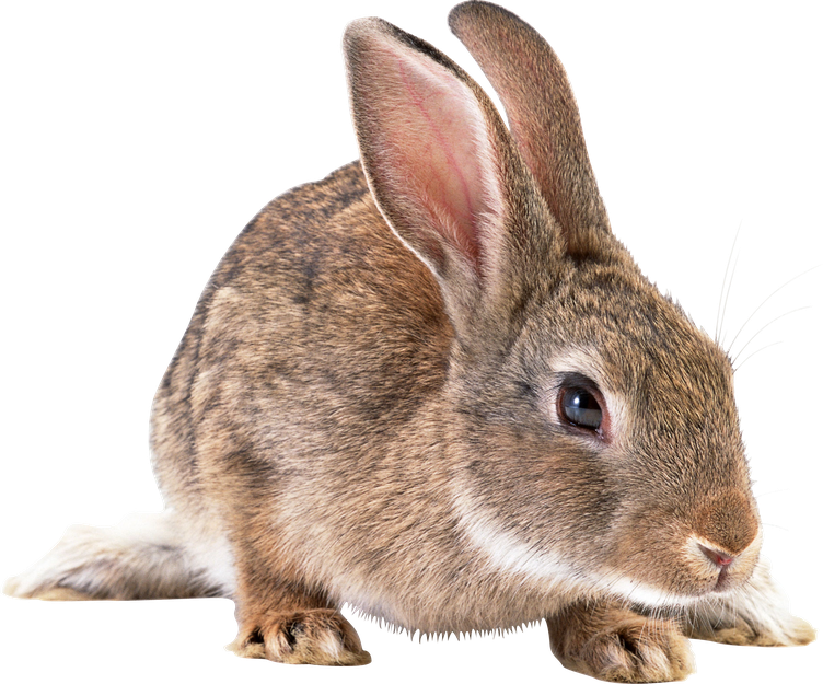 Rabbit Png Isolated File (gray, black)