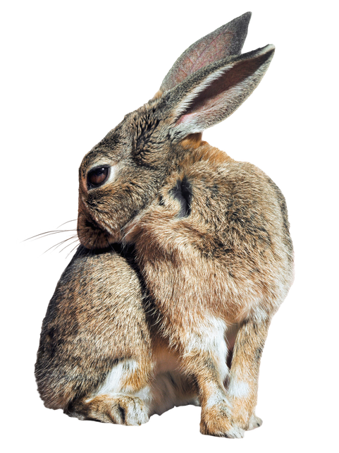 Rabbit Png Isolated Photo (gray, olive, black)