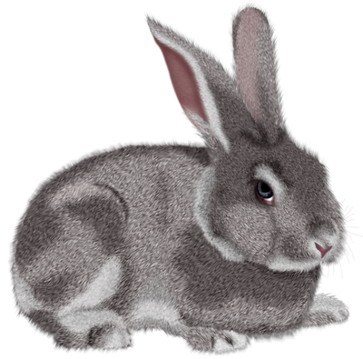 Rabbit Png Isolated Pic (gray, black)