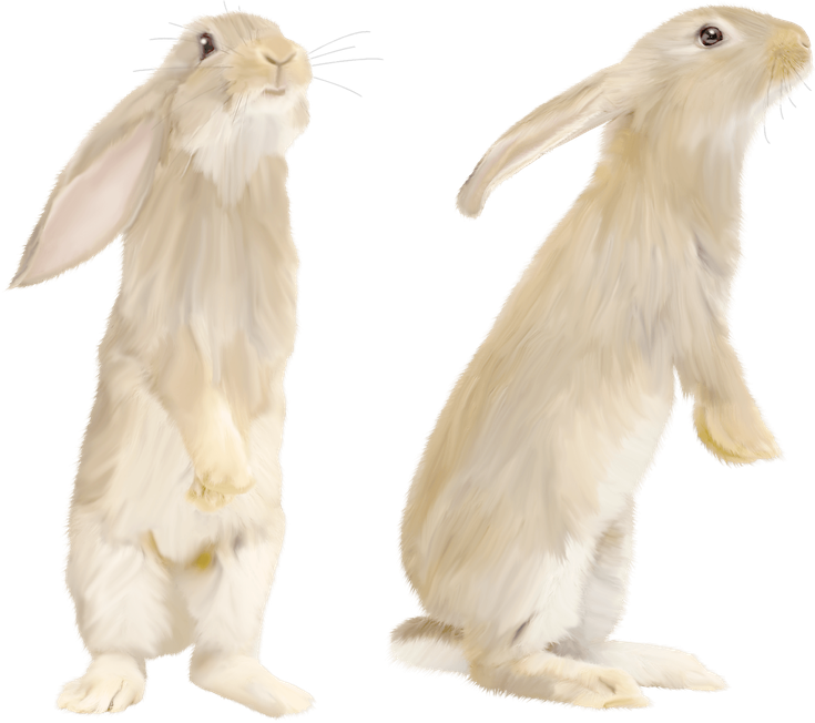 Rabbit Png Photo (silver, black, beige)