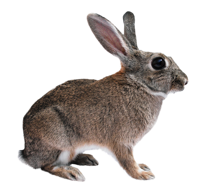 Rabbit Png Photos (gray, black, maroon)