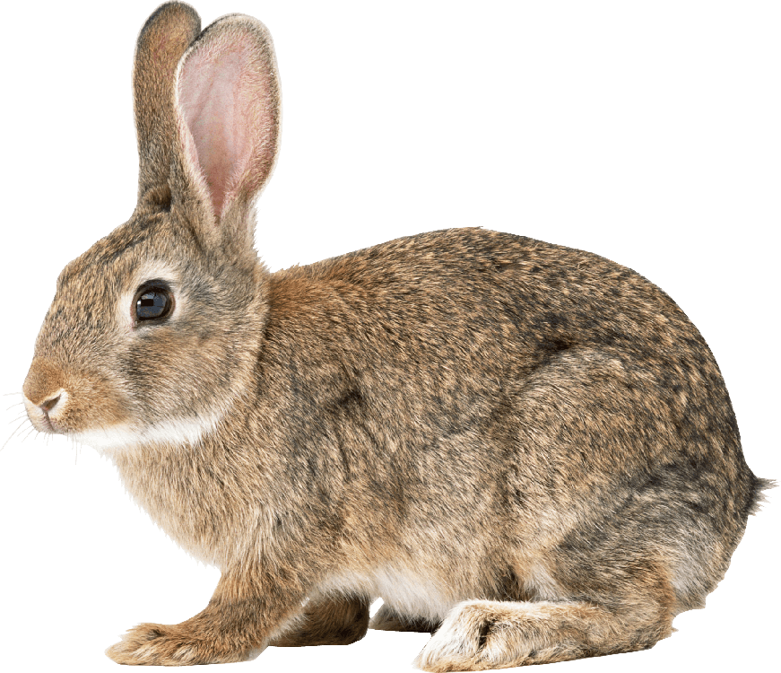 Rabbit Png Transparent (gray, black)