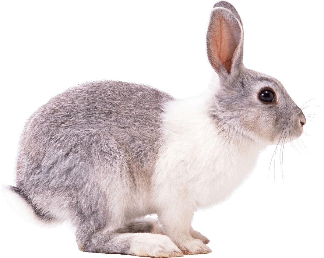 Rabbit Png (beige, black, white)