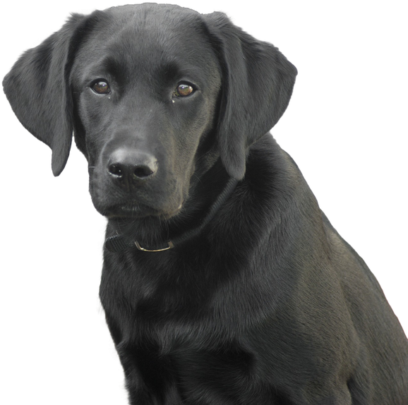 Labrador Black Dog Transparent Png (black)