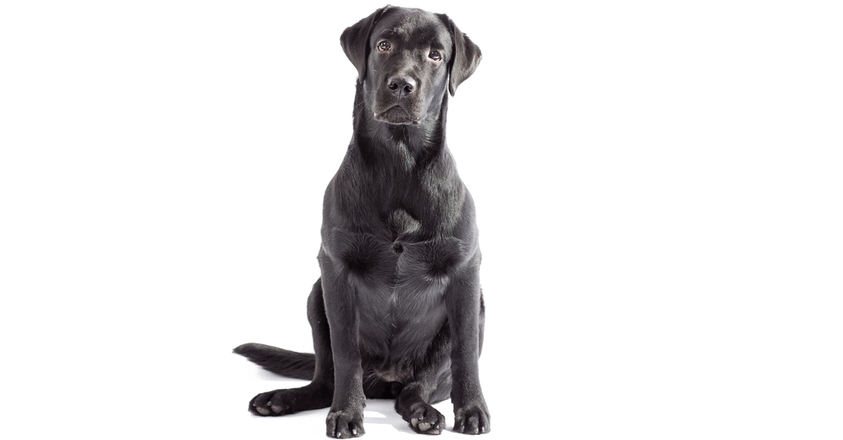 Labrador Png Clipart (white, gray, indigo, black)