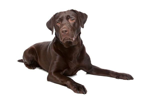 Labrador Png File (white, maroon, black)