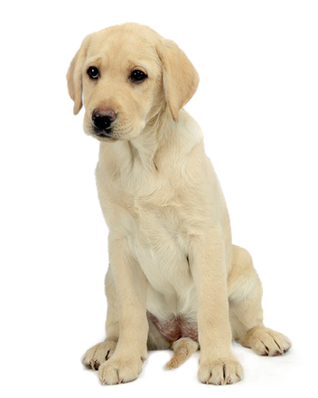 Labrador Png Free Download (white, black)