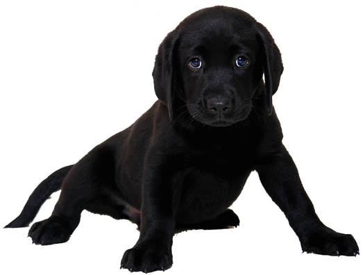 Labrador Png Hd (black)