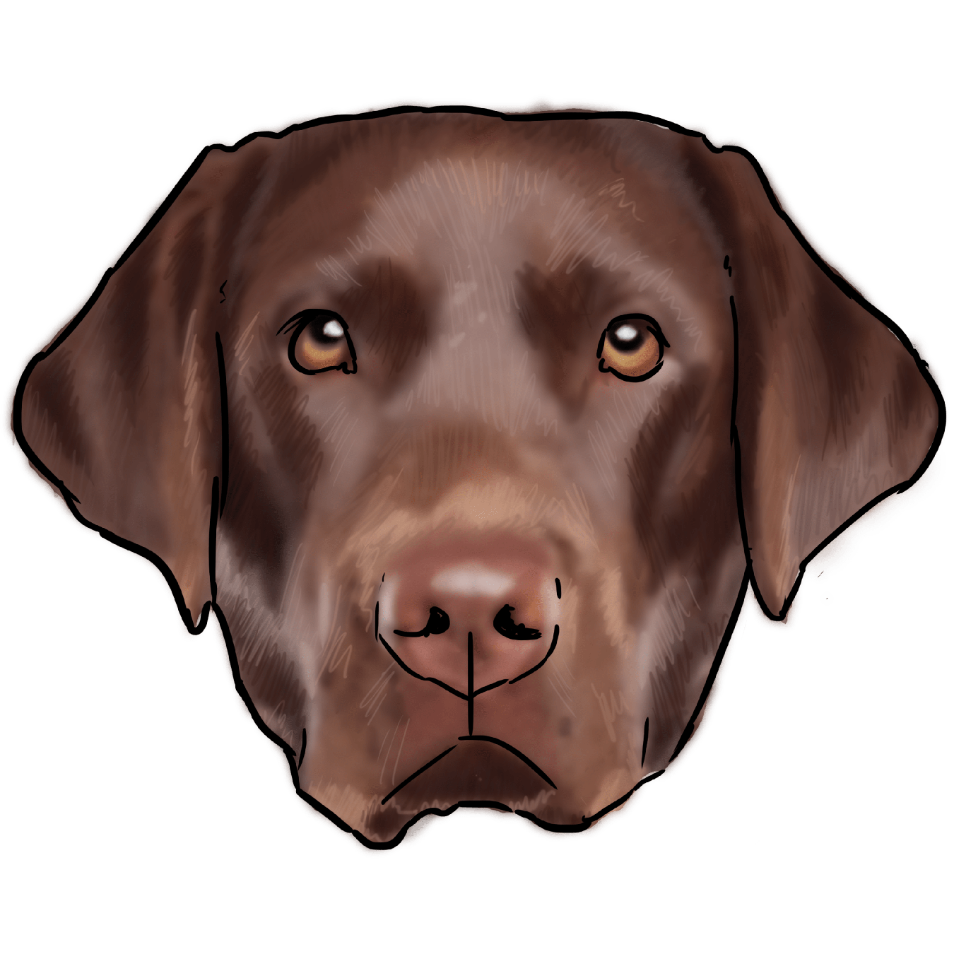 Labrador Png Image (gray, black)