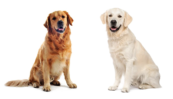 Labrador Png Pic (white)