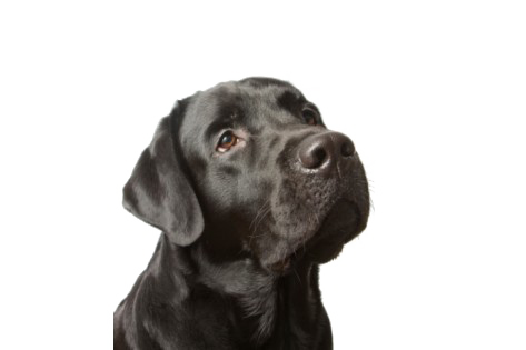 Labrador Png Picture (white, black)