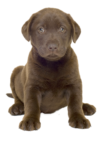 Labrador Png Transparent Image (gray, olive, maroon, black)