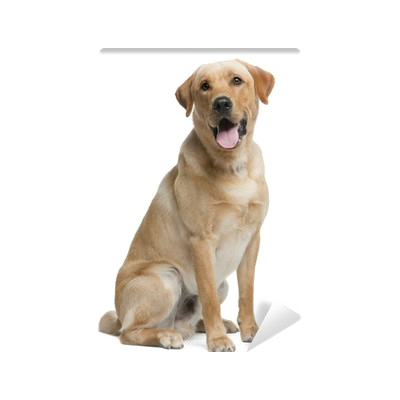 Labrador Png Transparent Picture (white, lavender, silver)