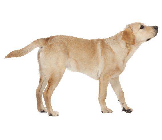 Labrador Png Transparent (gray)