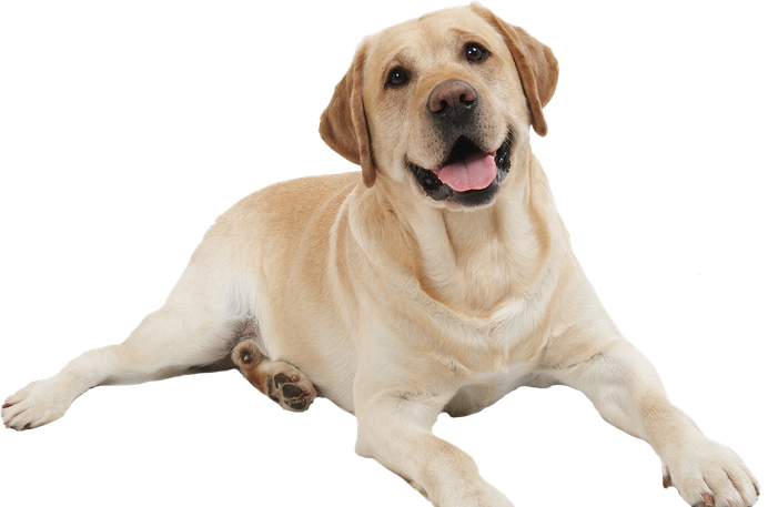 Labrador Retriever Background Isolated Png (silver, beige, black)