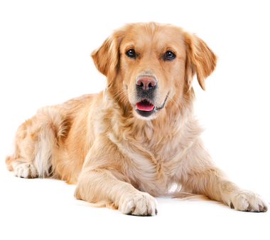 Labrador Retriever Download Png Isolated Image (white, silver, black, gray)