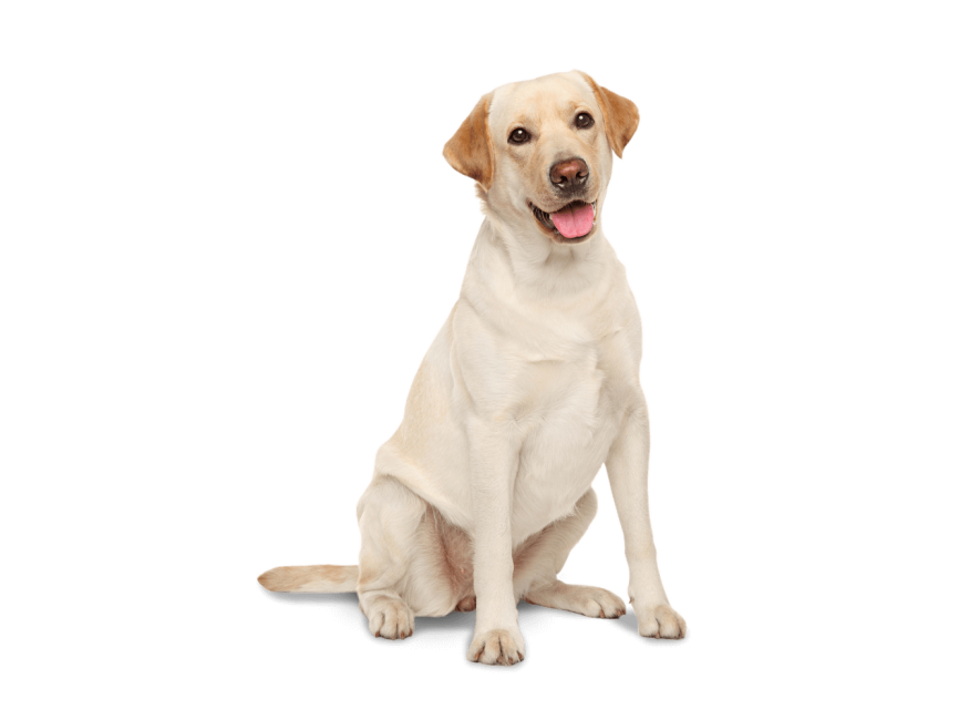 Labrador Retriever Png Background Isolated Image (beige, pink, black, silver)