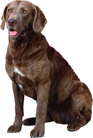 Labrador Retriever Png Isolated Hd Pictures (black)