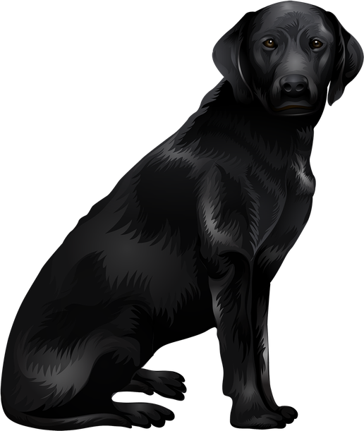 Labrador Retriever Png Isolated Picture (black)