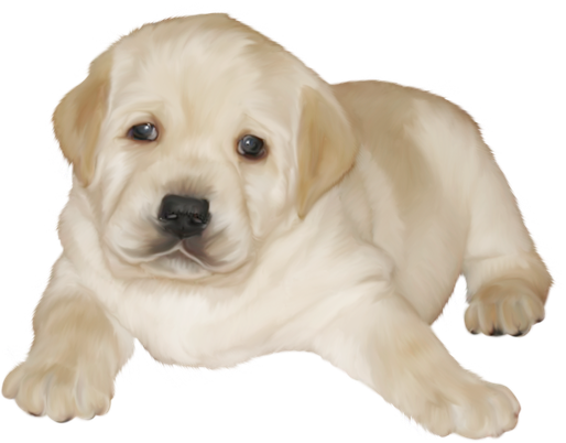 Labrador Retriever Png Isolated Transparent Image (beige, black, silver)