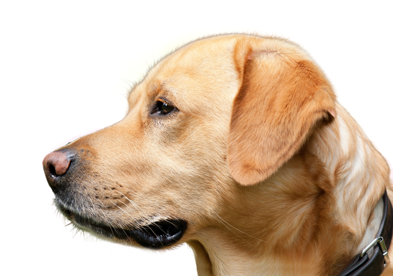 Labrador Retriever Png Transparent Hd Photo (pink, silver, black, salmon, white)