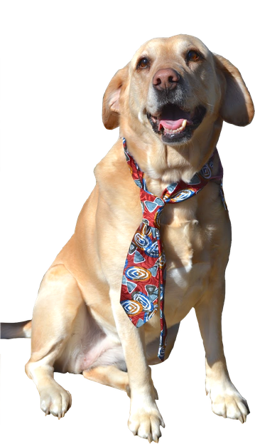 Labrador Retriever Png Transparent (white, beige, black)