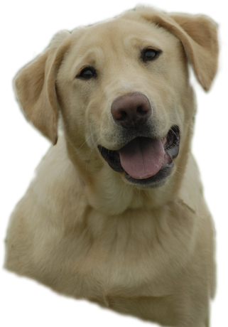 Labrador Retriever Png (gray, black)