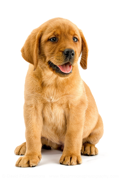 Labrador Transparent Background (gray, white, black)