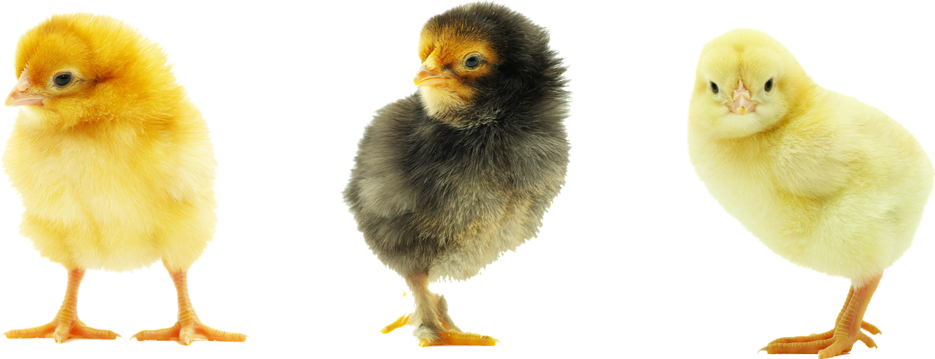 Baby Chicken Transparent Background (black)