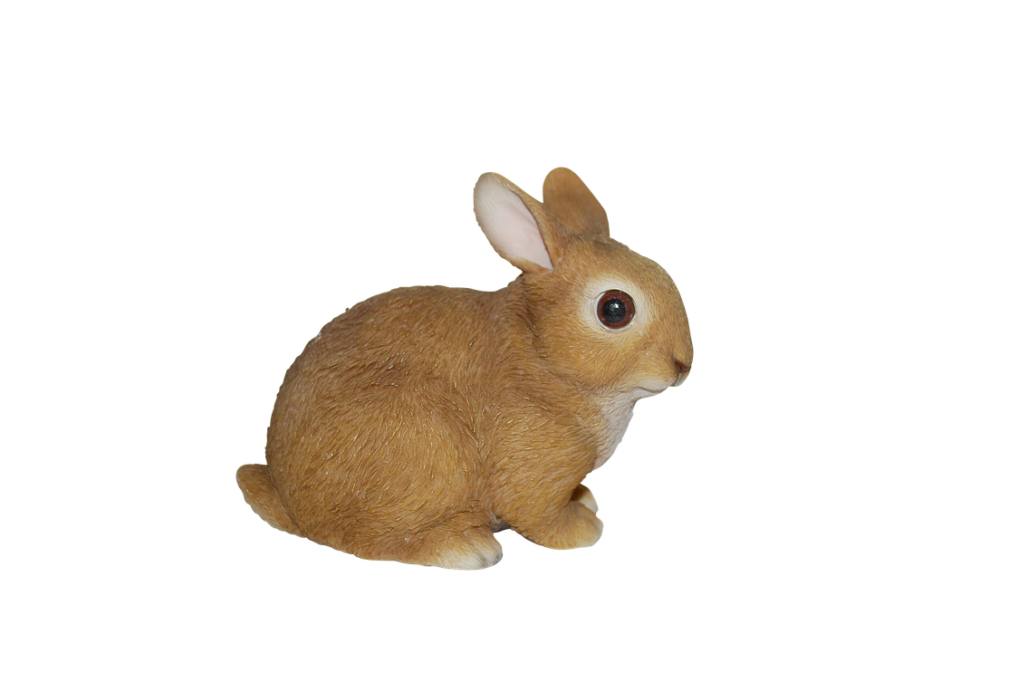 Baby Rabbits In Real Life Png (black, gray, chocolate, olive)