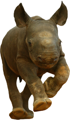 Baby Rhino Png Clipart (maroon, black)