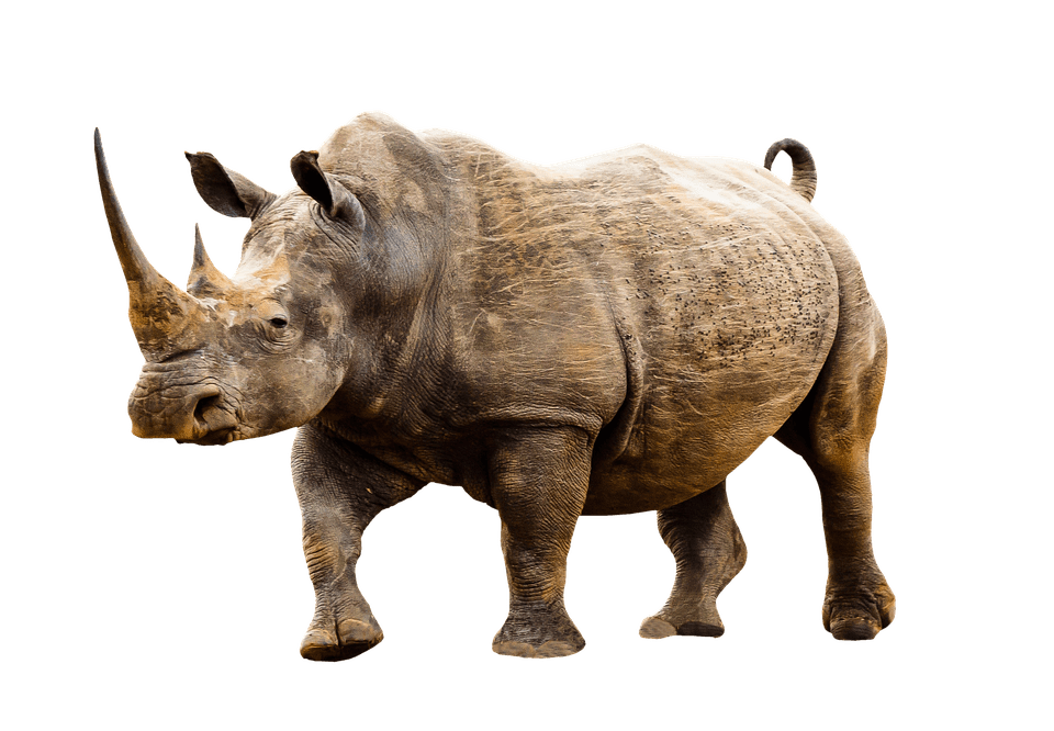 Baby Rhino Png File (gray)