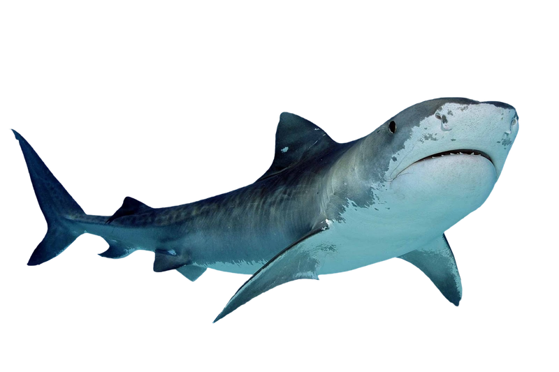 Baby Shark Png Isolated Transparent Picture (black, gray)