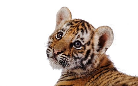 Baby Tiger Png Clipart (maroon, black, silver)