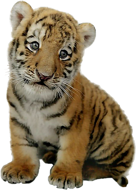 Baby Tiger Png Photo (black, gray)