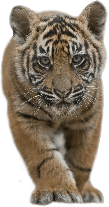 Baby Tiger Png Picture (black, gray)