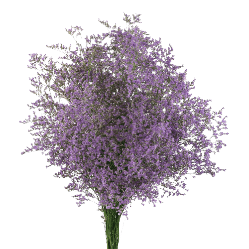 Babys Breath Flower Png Cutout (lavender, white)