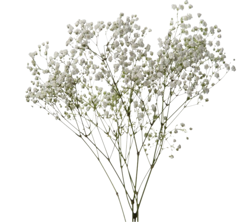 Babys Breath Flower Png Image (black)