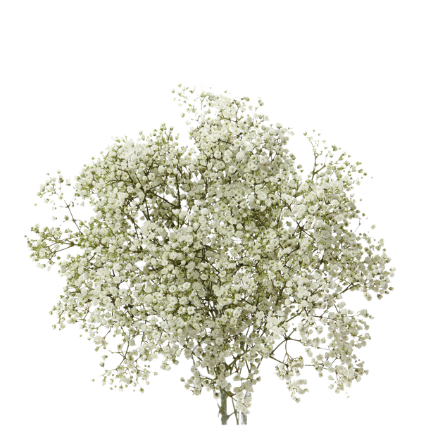 Babys Breath Flower Png Images (black, gray, silver)